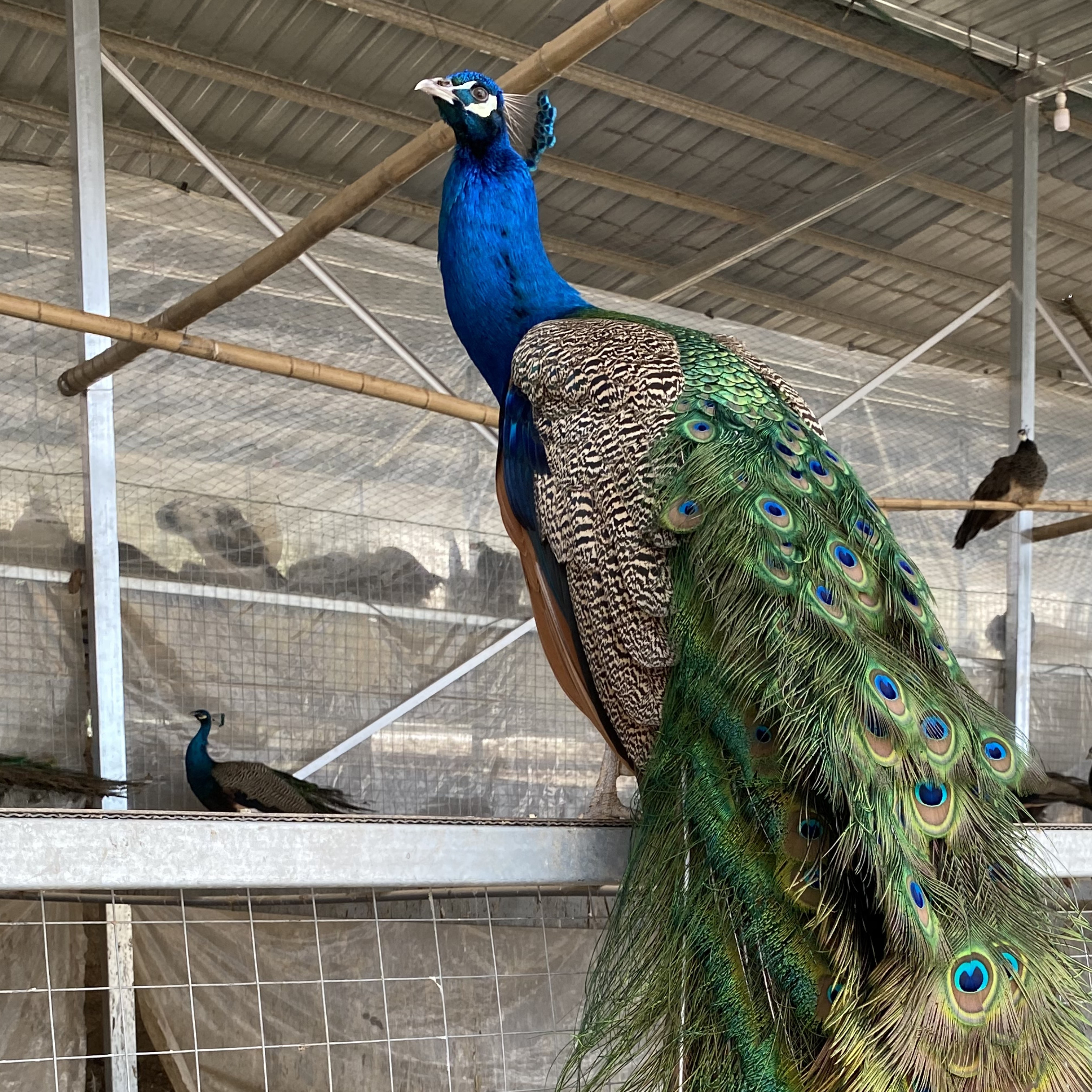 蓝孔雀白孔雀花孔雀观赏宠物活体孔雀