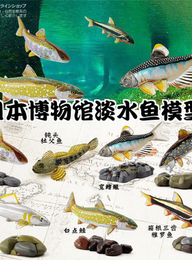 日本Colorata原装正品淡水鱼博物馆淡水鱼类河流湖泊生物收藏藏品