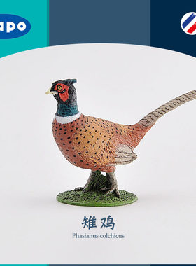 PAPO雉鸡PVC七彩野山鸡模型