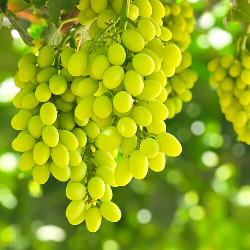 梦境香妃青提葡萄树上自然熟脆甜多汁澳洲品种x新疆种植