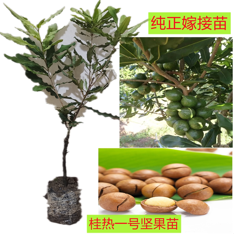 新品种澳洲坚果苗夏威夷果桂热一号坚果嫁接苗带叶带泥杯庭院种植