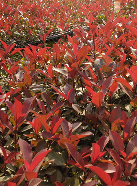 红叶石楠树苗 彩色苗木红色石楠球 庭院别墅花园红罗宾绿篱绿化苗