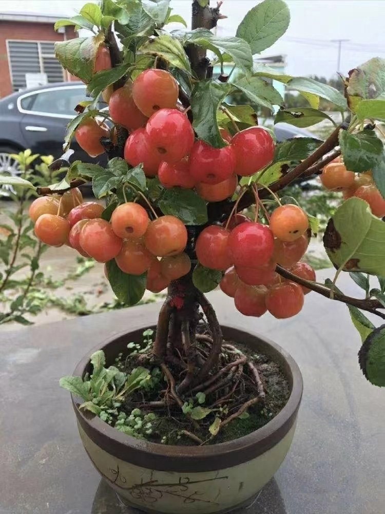 海棠花盆栽冬红果老桩盆景树苗阳台花卉庭院耐寒植物原生重瓣海棠-封面