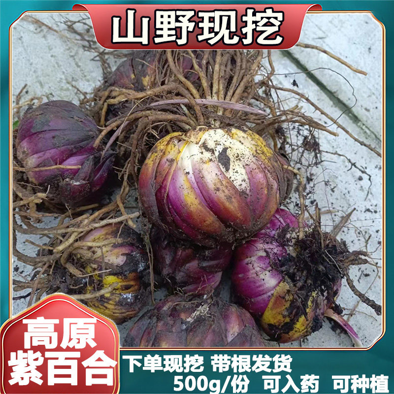贵州新鲜现挖紫百合种球药百合药食同源可种植食用苦百合ye生500g