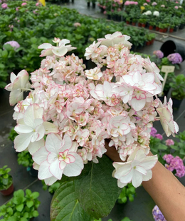 一加仑扦插中苗列伊绣球原土原盆发货包邮