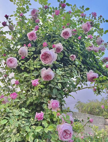 一加仑扦插中苗自由精神好原土原盆发货