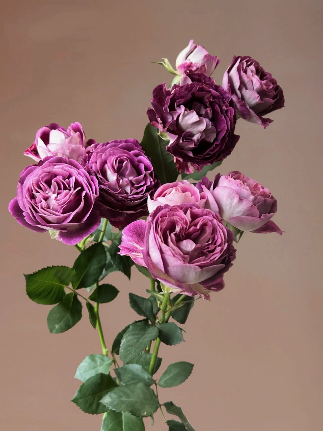 合唱团月季花苗大花浓香开花蓝紫色德斯菲尔德院四季盆栽阳台玫瑰