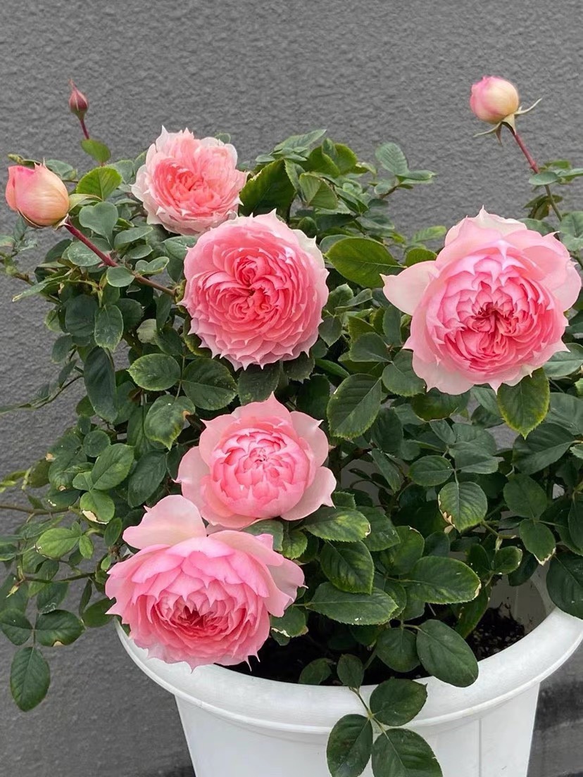 一加仑扦插中苗莫妮卡戴维原土原盆发货