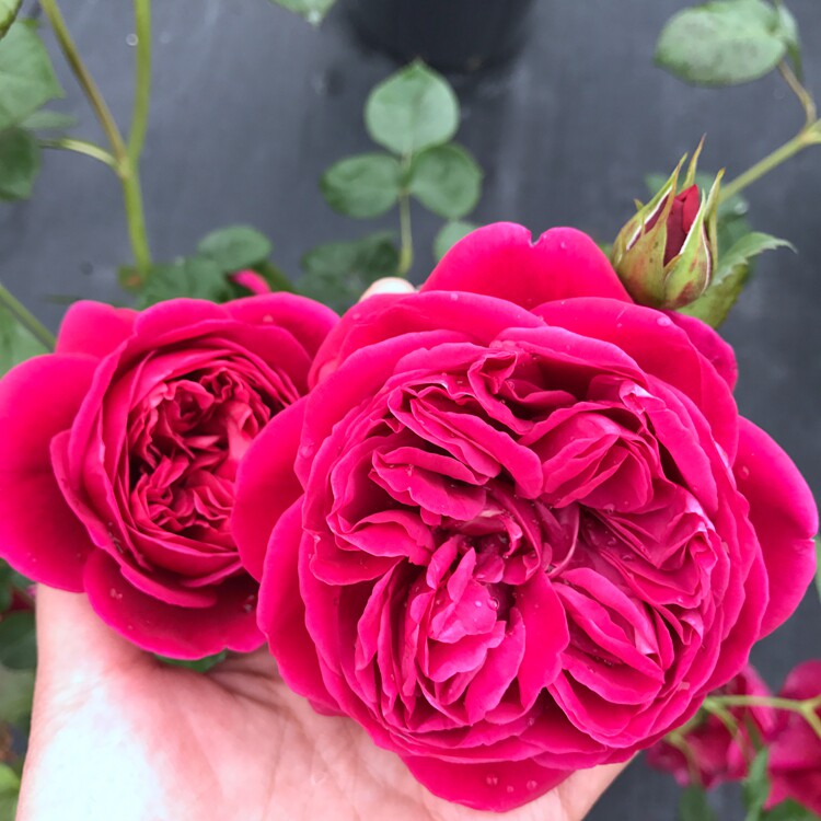 系列新款伊芙酒窖月季花苗强香包子盆栽花卉直立丰花掌柜推荐