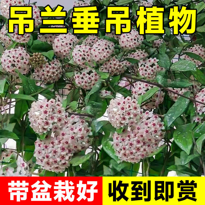 球兰大苗心叶卷叶球兰盆栽室内阳台四季开花吊兰爬藤植物花卉_虎窝淘