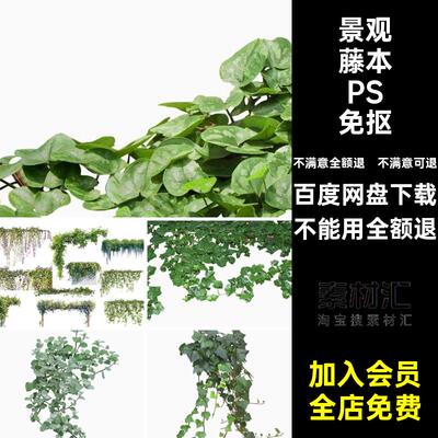 攀爬植物PSD免抠长春藤蔓藤本免抠素材常春藤景观五叶地锦铁线莲