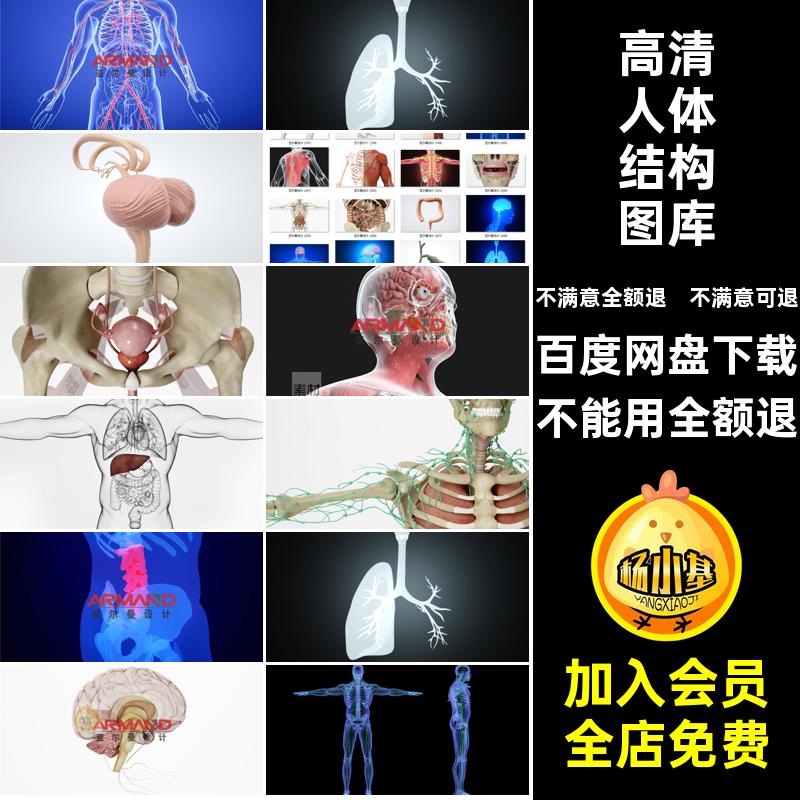 人体结构效果图骨骼素材图片示意经脉海报医疗肌肉图库高清经脉