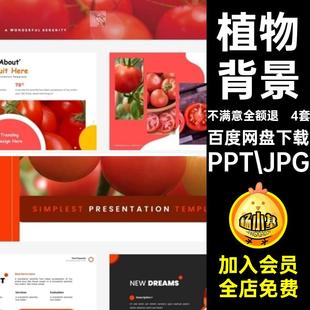 4套简介介绍种植模板食物认识背景西红柿信息ppt蔬菜PPT.JPG主题