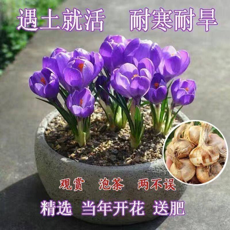 药用食用藏红花大种球种子籽苗西红花番红花冬季耐寒盆栽花卉四季