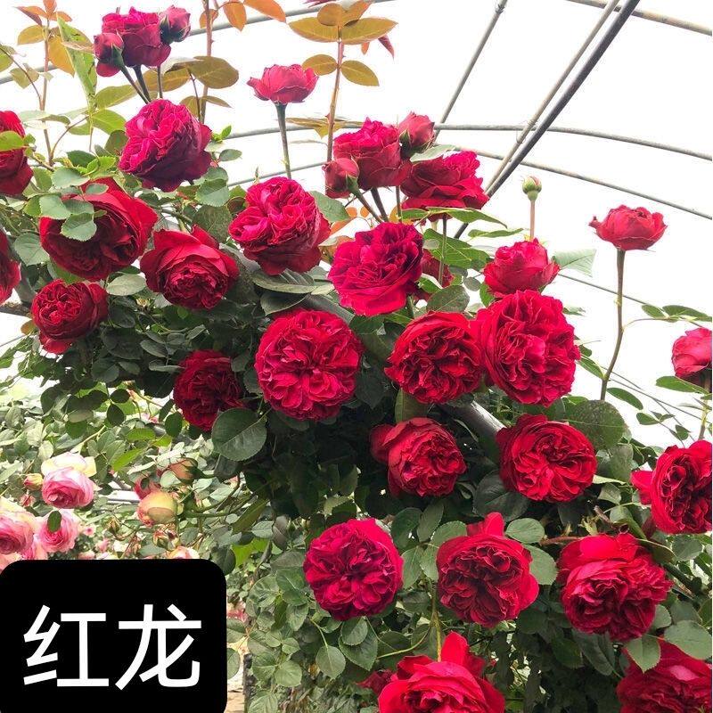 欧月红龙/红色龙沙宝石 月季多季藤本爬藤红龙沙月季花玫瑰可盆栽