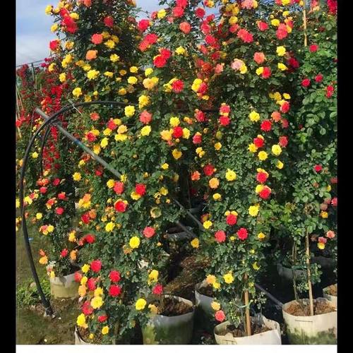 滕彩虹月季花苗多彩变色爬藤月季蔷薇室外耐寒多头庭院阳台
