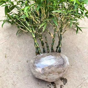 观叶罗汉竹苗小苗观赏正宗佛肚竹名贵花室内景观四季常青竹子盆栽