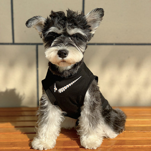 狗狗狗狗背心春夏宠物衣服泰迪