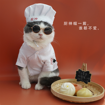 毛泰迪比熊柯基变身装狗狗衣服