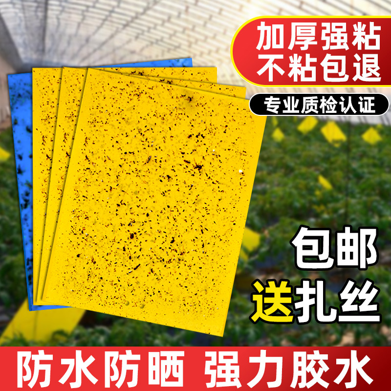 粘虫板黄板双面小飞虫果蝇诱捕器大棚菜园粘蝇纸果园粘蚊贴苍蝇贴