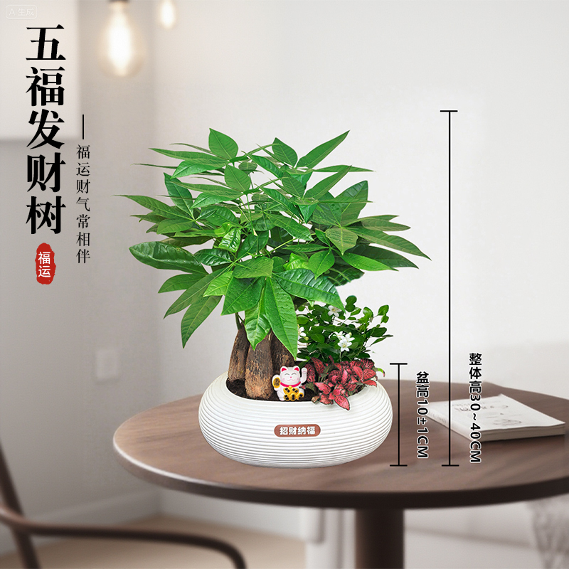 发财树室内招财树好养活懒人植物小盆栽好养活盆景四季常青小盆景