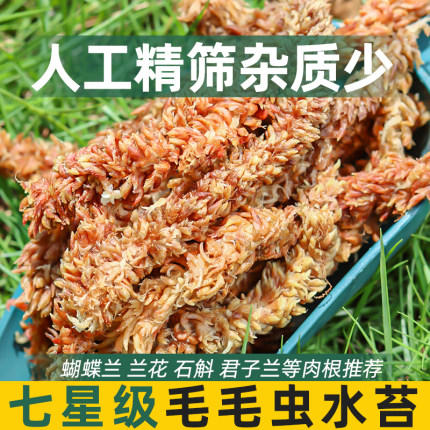 智利进口毛毛虫水苔蝴蝶兰花专用营养土植物保湿育苗乌龟冬眠苔藓