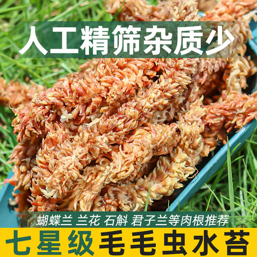 智利进口毛毛虫水苔蝴蝶兰花专用营养土植物保湿育苗乌龟冬眠苔藓