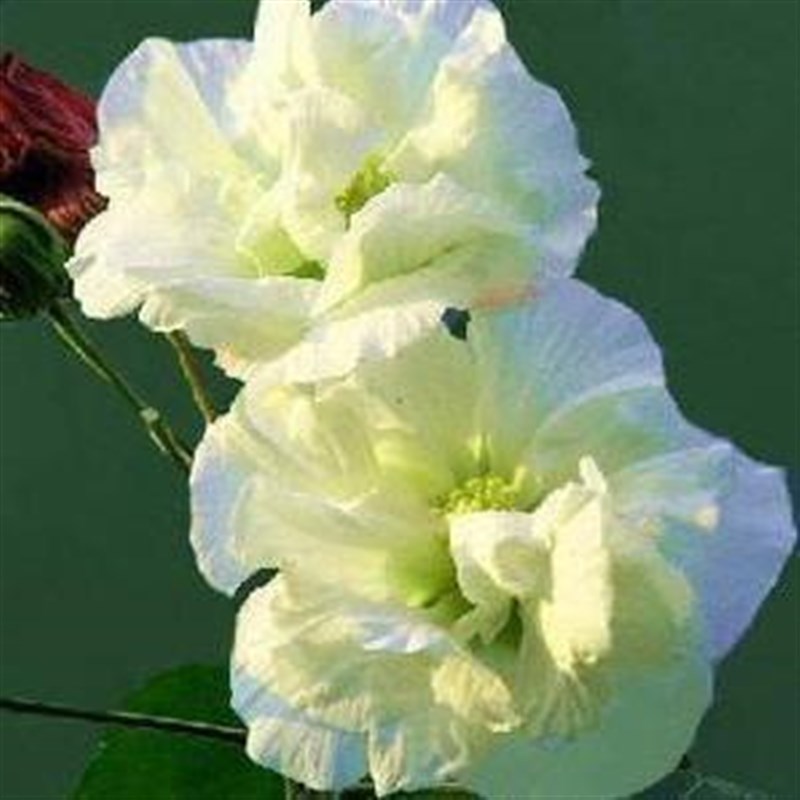 扶桑花盆栽重瓣带花苞红色朱槿牡丹植物室内阳台庭院木槿树苗绿植