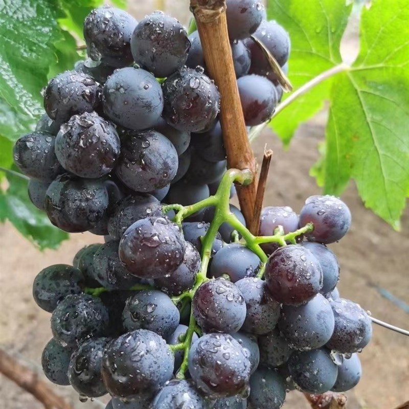 【顺丰】山东特产大泽山玫瑰香葡萄当季新鲜水果现摘非无籽红提