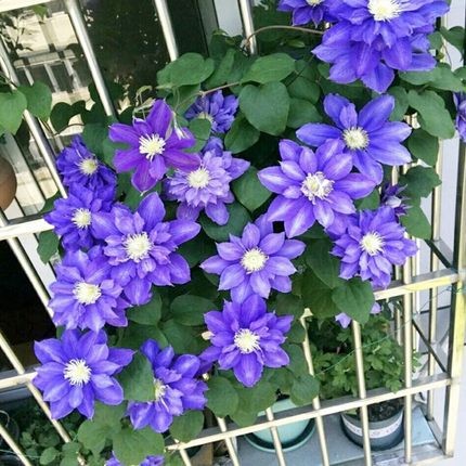 铁线莲乌托邦小苗盆栽爬藤拱门四季开花耐寒易养阳台庭院盆栽植物