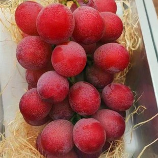 云南妮娜皇后葡萄 无籽超甜红宝石红提2-4串礼盒装新鲜水果发顺丰