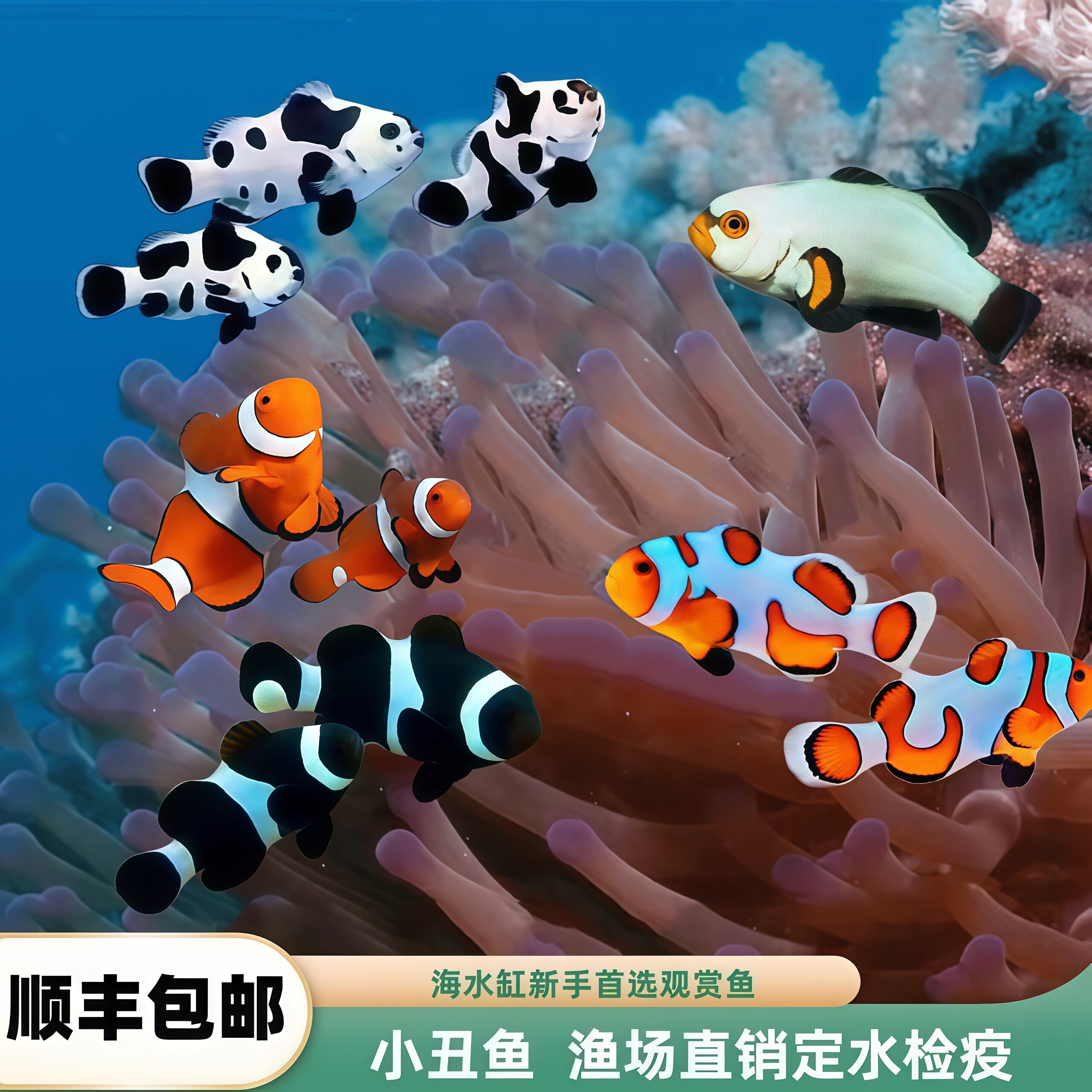 海潮水族小丑鱼白金熊猫奥黑海水
