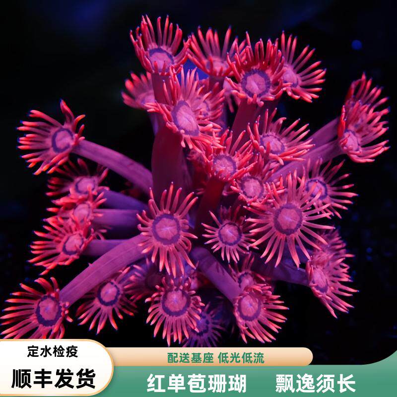海境水族红单苞珊瑚新手易养繁殖