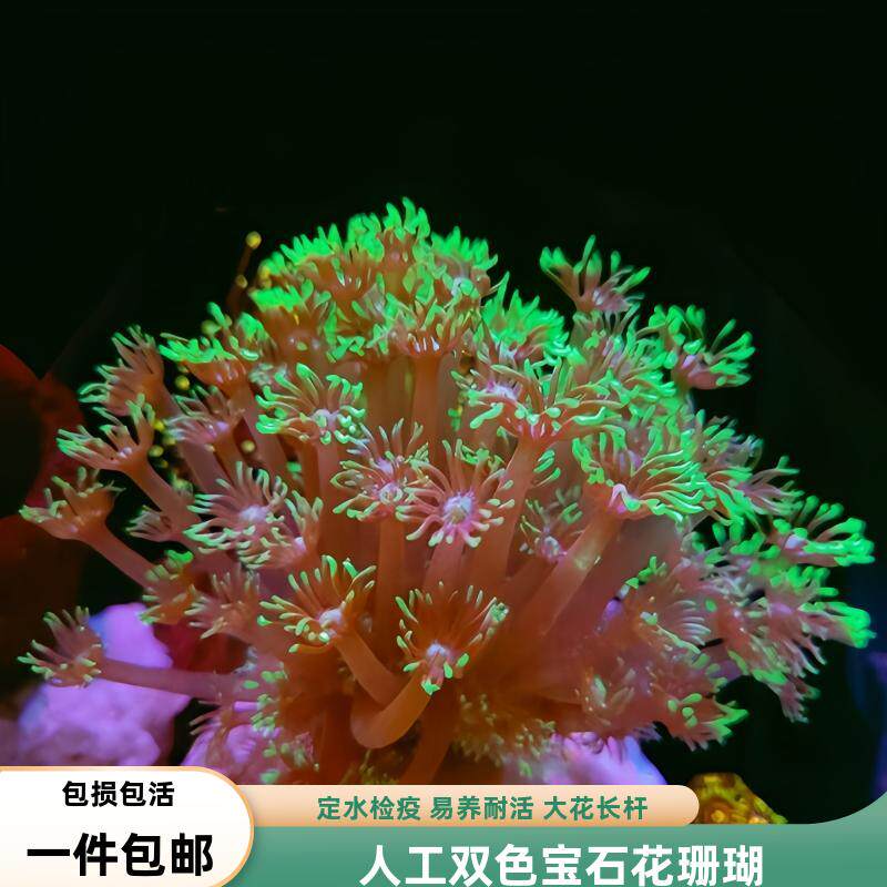 海境水族长须宝石花珊瑚软体珊瑚