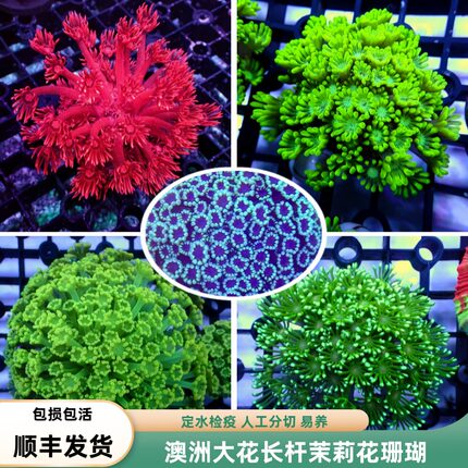 【海境水族】茉莉花红单苞宝石花软体海水缸活体易养软体缸珊瑚