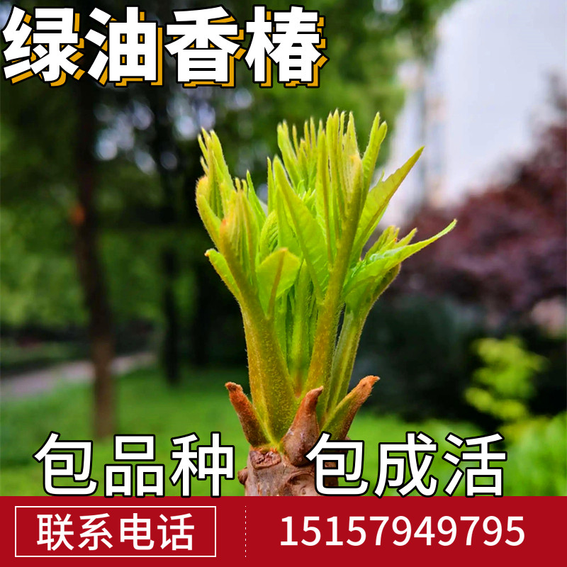 绿油香椿苗南北方地栽种植食用香椿苗盆栽四季椿芽菜蔬菜香椿树苗