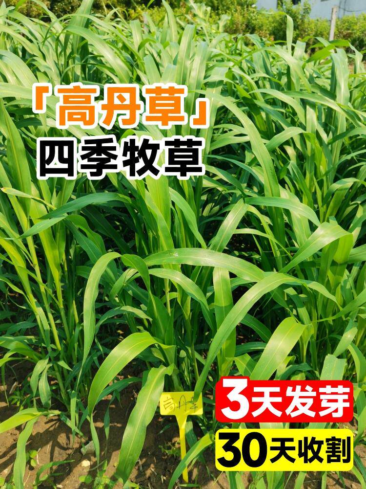 高丹王草种籽杂交四季高产多年生进口苏丹草牧草种籽喂鱼鸭鹅牛羊