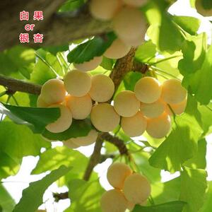 银杏价格全解析：银杏树苗多少钱一棵？邳州银杏苗基地报价与选购指南
