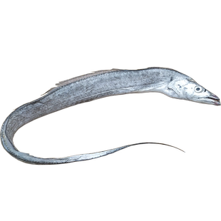 舟山大带鱼新鲜鲜活整条东海野生海鲜桐照9两-1.1斤/条