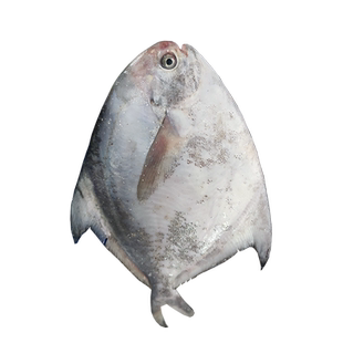 鲳鱼新鲜银鲳鱼特大舟山昌鱼热气白鲳5-7两/条1件1条 2条起售