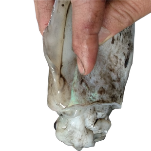 【东海馈赠】乌贼鲜活新鲜东海海鲜水产宁波舟山特产本地1斤2只