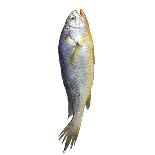 东海野生黄鱼大号细鳞黄鱼黄花鱼正宗黄鱼宁波舟山冰鲜3-4两/条