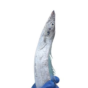 舟山带鱼新鲜冷冻野生海鲜小眼带鱼国产东海小眼睛海钓整条旗舰店