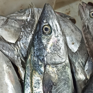 马鲛鱼鲅鱼新鲜鲜活大整条野生货东海舟山海鲜2斤左右/条东海馈赠