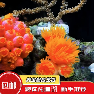 【蔚蓝珊语】炮仗花珊瑚海缸入门新手易养耐活NPS海水缸活体软体