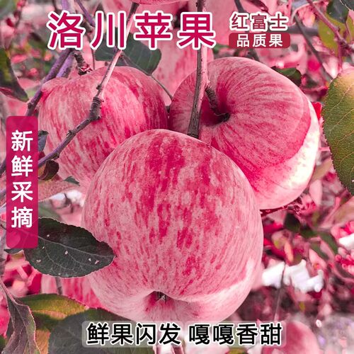 新鲜陕西省红富士苹果苹果