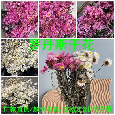 装饰花鲁丹鸟干花 礼品摆件花束搭配diy花材 永生罗丹斯厂家定制