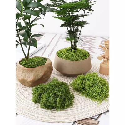 仿真苔藓植物微景观假山DIY沙盘模型地形粉造景丝状苔藓植绒毛粉