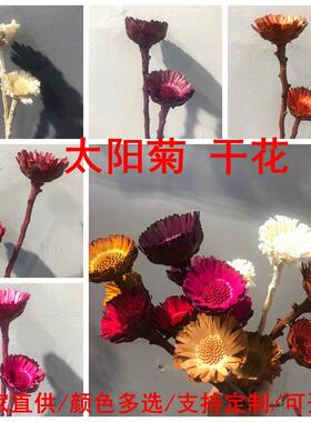 干花太阳菊 花束不凋谢真花植物 家居客厅摆件doiy跨境花材定制
