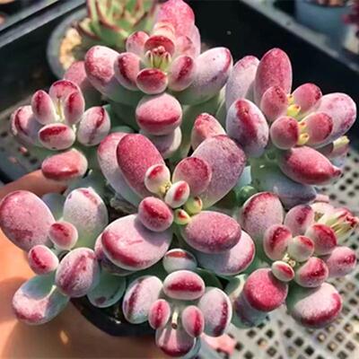 多肉植物乒乓福娘老桩大群生萌肉办公室多肉组合花卉盆栽绿植